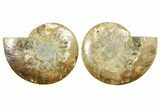 Cut & Polished Ammonite Fossil - Madagascar #369571-1
